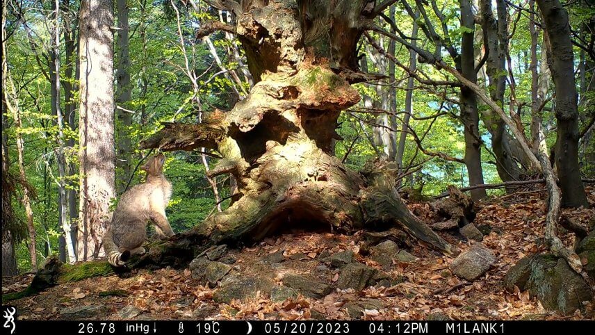 Značkujúca mačka divá (foto: Milan Kapusta).