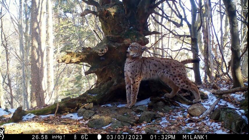 Značkuj&uacute;ci rys Trno (foto: Milan Kapusta).