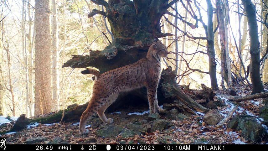 Značkuj&uacute;ci rys Zoro (foto: Milan Kapusta).