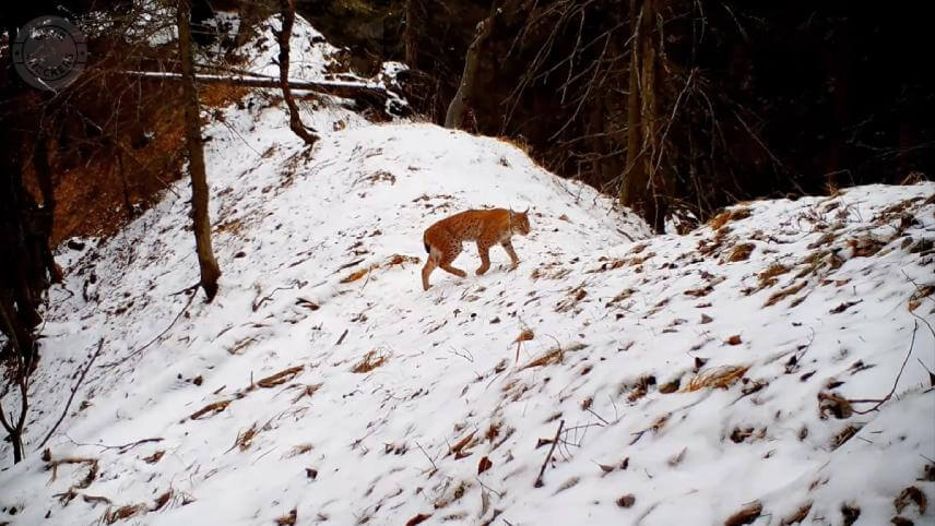Záber z fotopasce (Foto: Viliam Polonec)