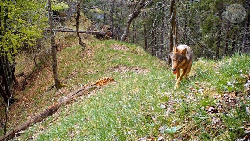 Záber z fotopasce (Foto: Viliam Polonec)