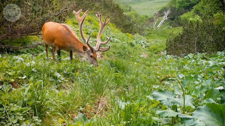 Záber z fotopasce (Foto: Viliam Polonec)