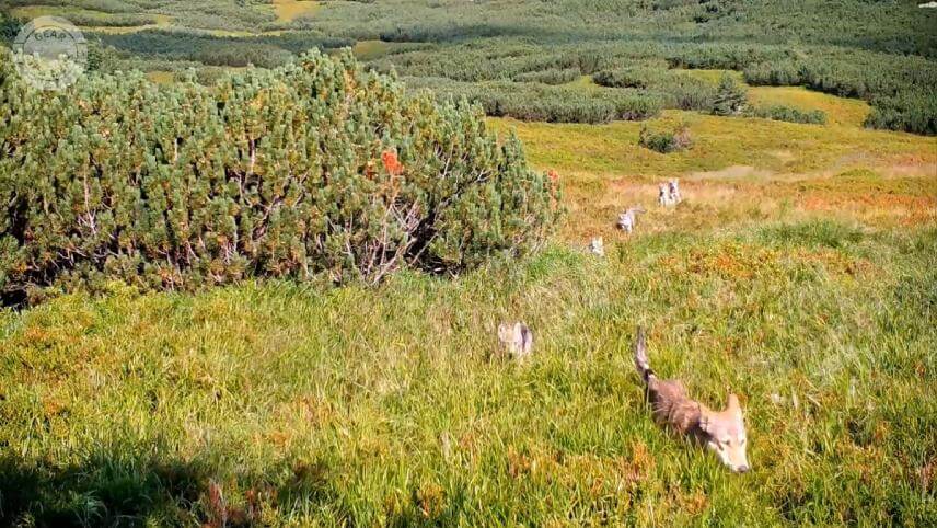 Fotopasca zachytila vlky počas slnečného dňa. (Foto: Viliam Polonec)