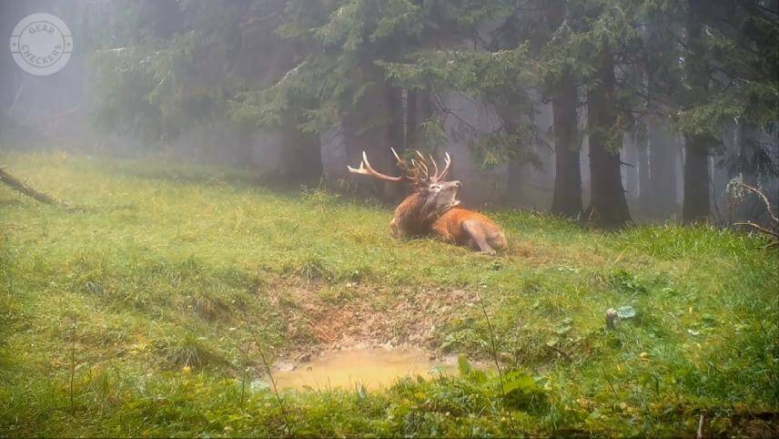 Záber z fotopasce (Foto: Viliam Polonec)