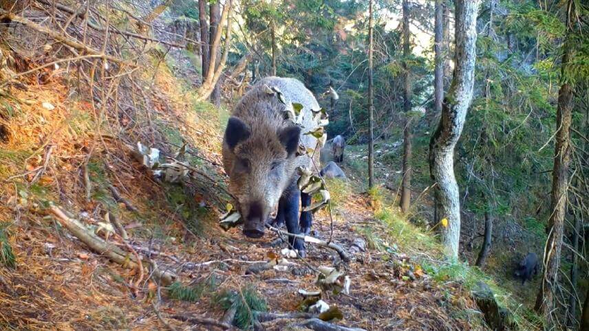 Záber z fotopasce (Foto: Viliam Polonec)