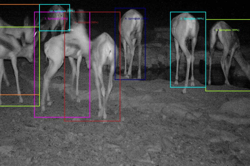 Platforma WildID je tr&eacute;novan&aacute; najm&auml; na africk&yacute;ch zvierat&aacute;ch, preto bude identifik&aacute;cia druhov žij&uacute;cich na Slovensku menej presn&aacute; (Zdroj: wildid.app).