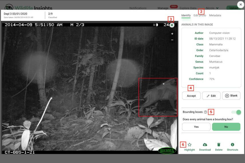Uk&aacute;žka prostredia platformy Wildlife Insights. V červenom r&aacute;mčeku je automaticky detekovan&eacute; zviera (muntžak), v pravom stĺpci s&uacute; dodatočn&eacute; inform&aacute;cie a ovl&aacute;dacie prvky (Zdroj: wildlifeinsights.org)