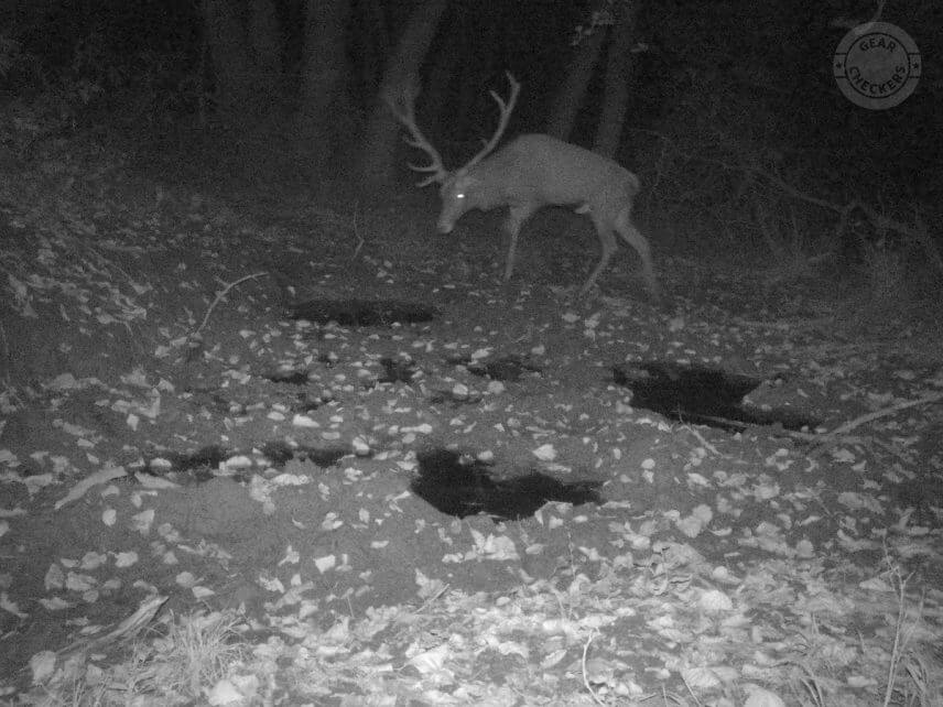 Nočná fotka z fotopasce Spromise S308.