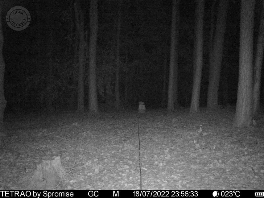 Vzdialenosť objektu od fotopasce: 20 m.