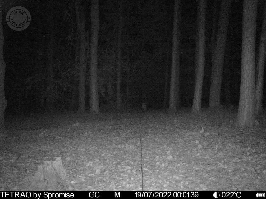 Vzdialenosť objektu od fotopasce: 30 m.