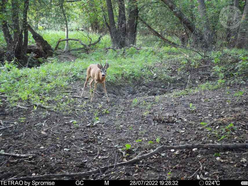 Denná fotka z fotopasce Spromise S308.