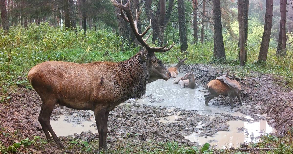 Video z fotopasce: Jelenia ruja - kalisko (Turčianska kotlina)