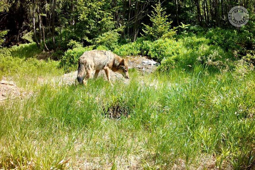 Fotopasca 8 mesiacov pri kalisku v horách
