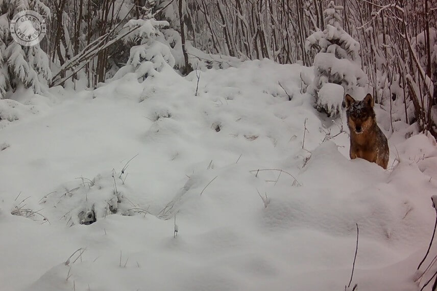 Fotopasca 8 mesiacov pri kalisku v horách