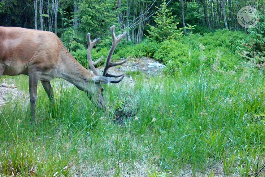 Fotopasca 8 mesiacov pri kalisku v horách