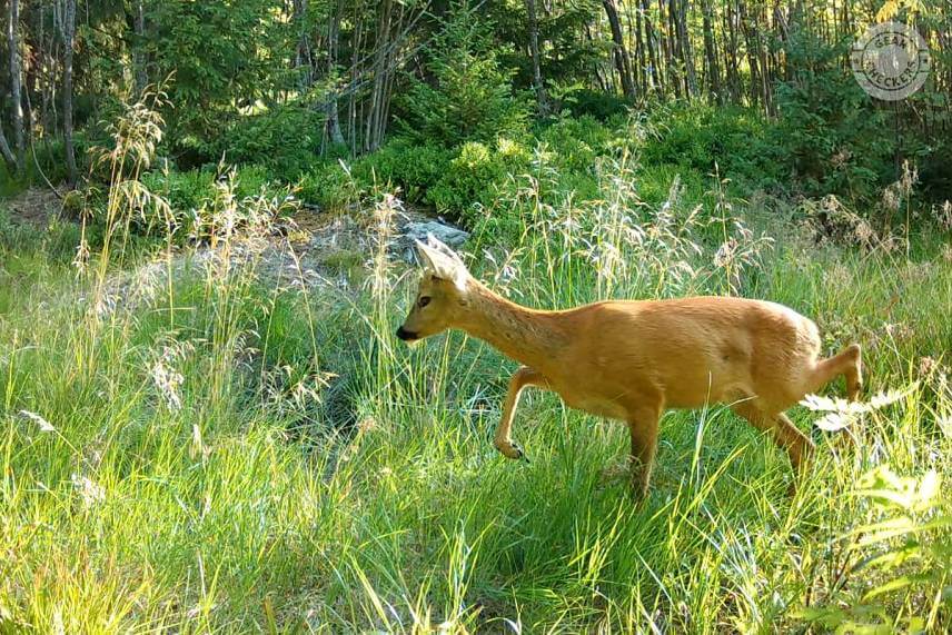 Fotopasca 8 mesiacov pri kalisku v horách