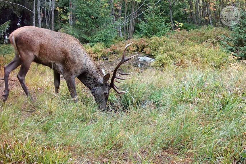 Fotopasca 8 mesiacov pri kalisku v horách