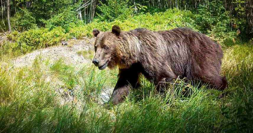 Fotopasca 8 mesiacov pri kalisku v horách: medvede, vlky a jelene