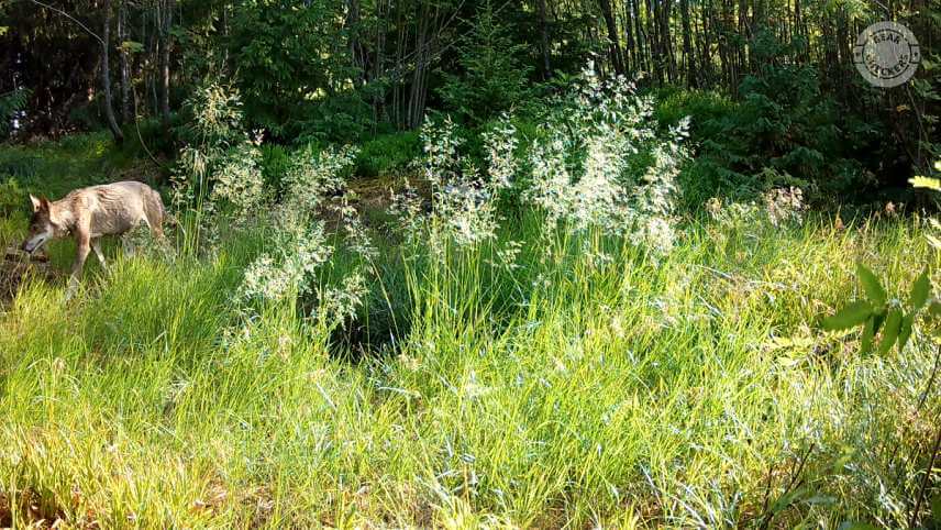 Vysok&aacute; tr&aacute;va, slnko a ostr&eacute; tiene - fotopasca aj napriek tomu okamžite reagovala na vlka prech&aacute;dzaj&uacute;ceho v tieni za tr&aacute;vou.