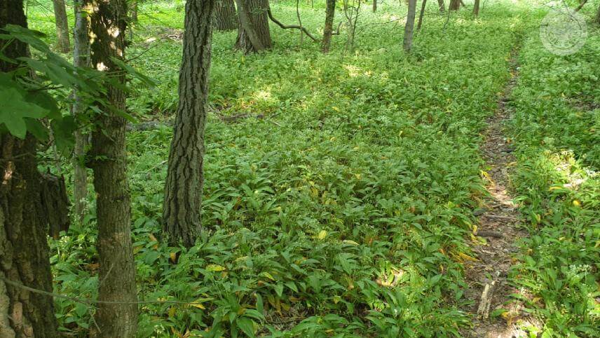 Zamaskovan&aacute; fotopasca Browning (v ľavom dolnom rohu) pri chodn&iacute;čku v medveďom cesnaku, po ktorom pre&scaron;la l&iacute;&scaron;ka s l&iacute;&scaron;čaťom, srna so srnčatami aj diviačica s mlad&yacute;mi prasiatkami.&nbsp;