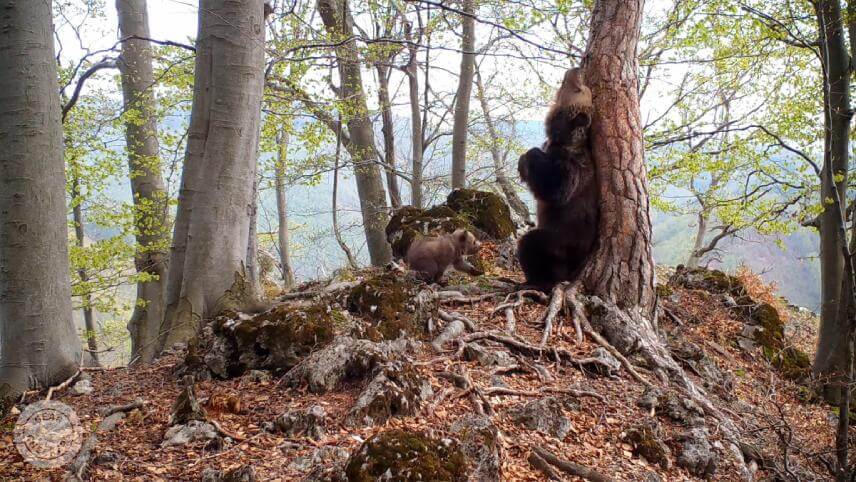 Medvedica s mláďatami