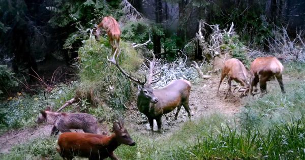 Video z fotopasce: Kalisko uprostred divočiny (Veľká Fatra)
