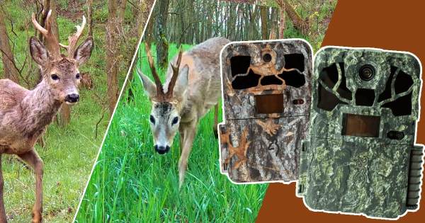 VLOG: Ako sme s fotopascami hľadali silné srnce v Maďarsku