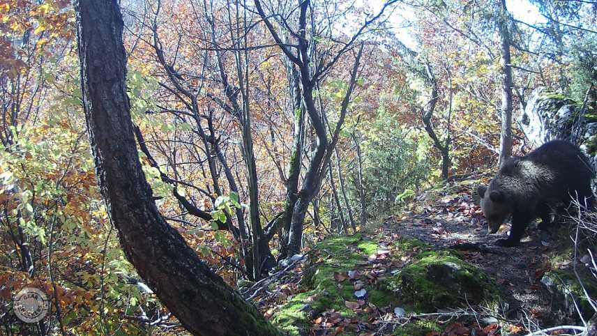 Wachman Aldo - denný záber.