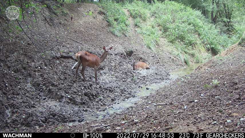 Informačný pásik je možné vypnúť / zapnúť v MENU fotopasce.