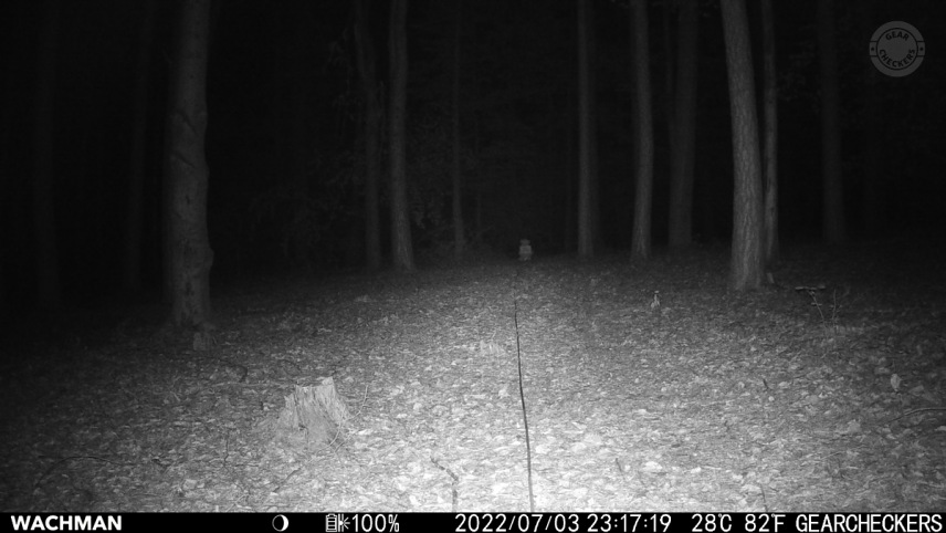 Vzdialenosť objektu od fotopasce: 25 m. Nočný prísvit v režime AUTO.