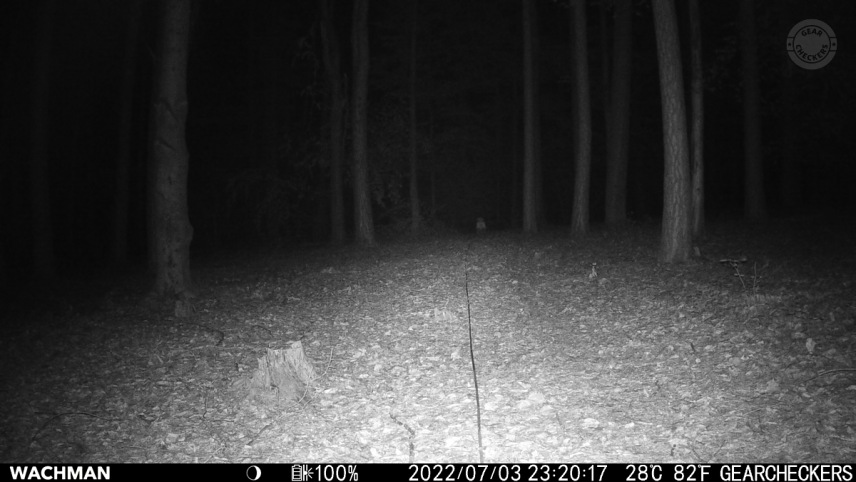 Vzdialenosť objektu od fotopasce: 30 m. Nočný prísvit v režime AUTO.