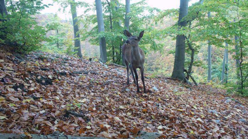 Denná fotka z fotopasce Wachman Alfa (vypnutý informačný pásik).