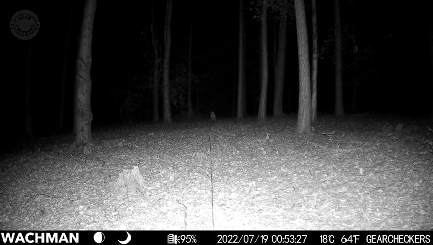 Vzdialenosť objektu od fotopasce: 25 m, nočný prísvit v režime AUTO, 1/30 s.