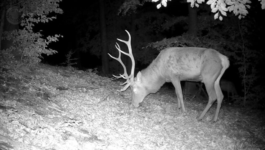 Nočná fotka z fotopasce Wachman Alfa (vypnutý informačný pásik).