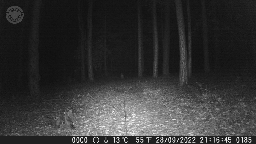 Vzdialenosť objektu od fotopasce: 30 m.