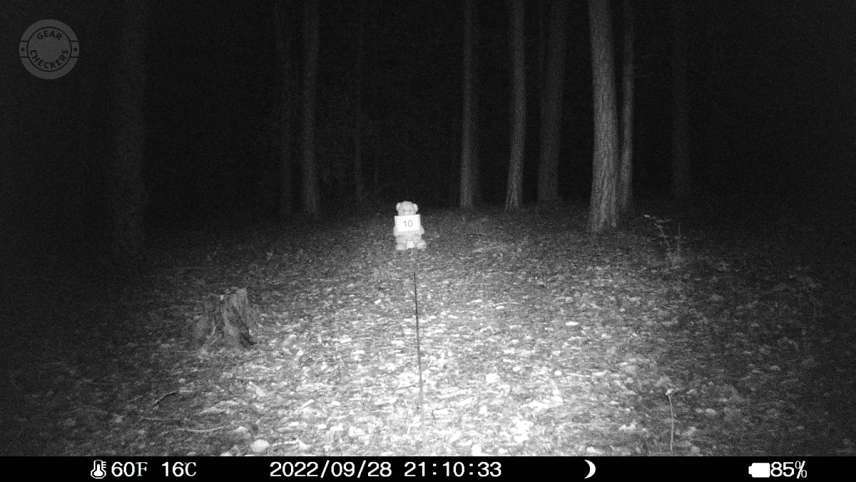 Vzdialenosť objektu od fotopasce: 10 m.