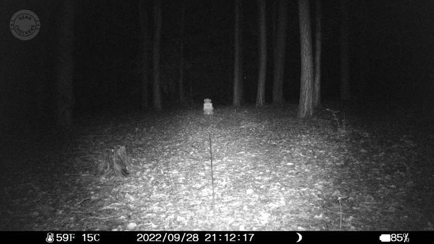 Vzdialenosť objektu od fotopasce: 15 m.