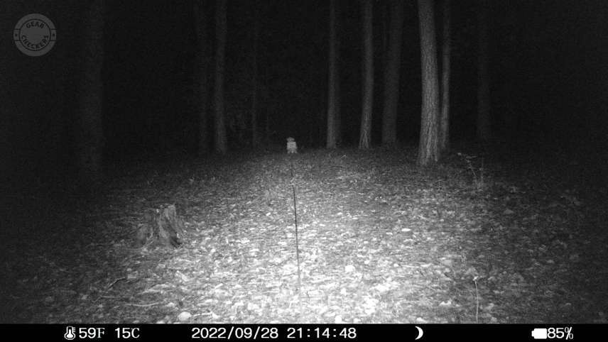 Vzdialenosť objektu od fotopasce: 20 m.