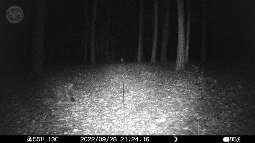 Vzdialenosť objektu od fotopasce: 30 m.