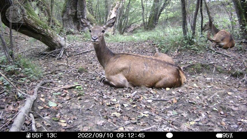 Foto z fotopasce Wchamn Mini Full HD