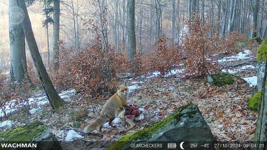 Denn&aacute; fotka z fotopasce Wachman Rio 4G.