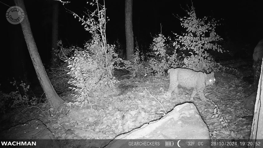 Nočn&aacute; fotka z fotopasce Wachman Rio 4G.