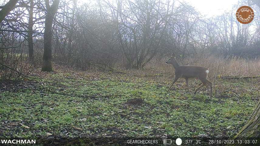 Vo foto režime má Wachman Rio 4G čas spustenia 0,49 s, čím sa radí medzi rýchlejšie fotopasce. 