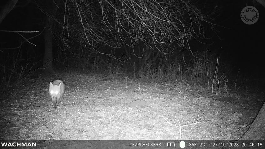 Fotopascu Wachman Rio 4G nám počas testu spoľahlivo spustili aj menšie druhy zvierat.