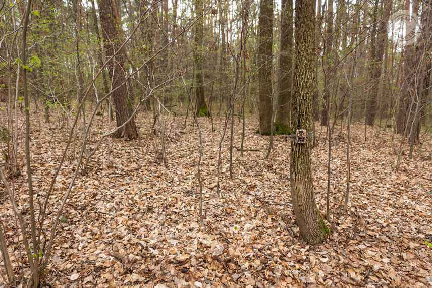 Stredne veľk&eacute; telo fotopasce pom&aacute;ha jej splynutiu s okol&iacute;m.
