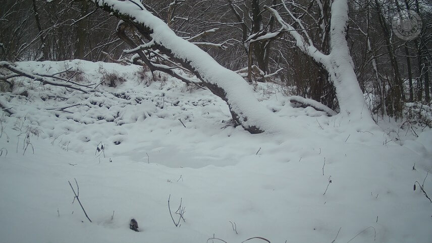 Denný záber z fotopasce Wachman Solar PRO.