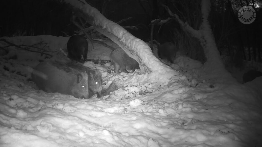 Nočný záber z fotopasce Wachman Solar PRO.