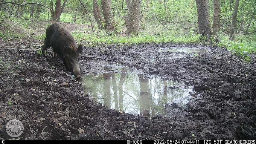Fotka z fotopasce Wachman Solar