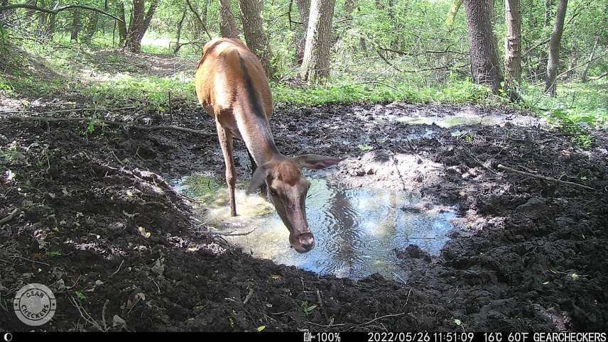 Fotka z fotopasce Wachman Solar