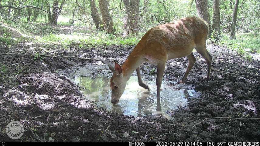 Fotka z fotopasce Wachman Solar